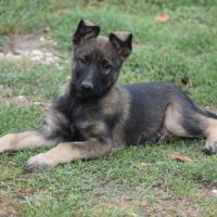Chiot femelle berger belge malinois lof