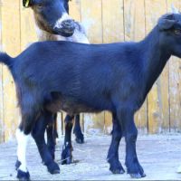 Bouc castré et chevrette