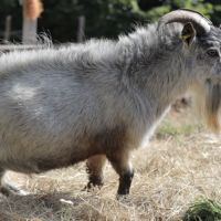 Bouc castré et chevrette #2