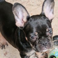 Chiots bouledogue français disponible #1