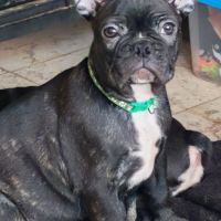 Chiots bouledogue français disponible