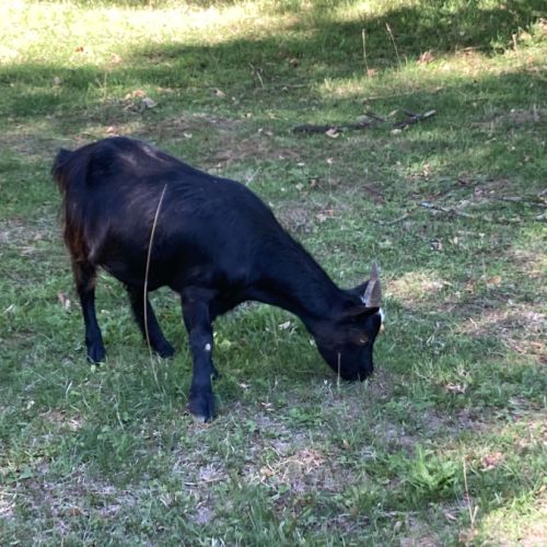 A vendre chevres naines #1