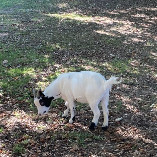 A vendre chevres naines #0