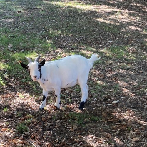 A vendre chevres naines #4