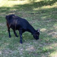 A vendre chevres naines #1