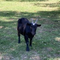 A vendre chevres naines #2