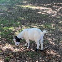 A vendre chevres naines