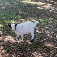 A vendre chevres naines #4