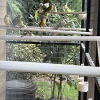 Jeunes conures non sexés