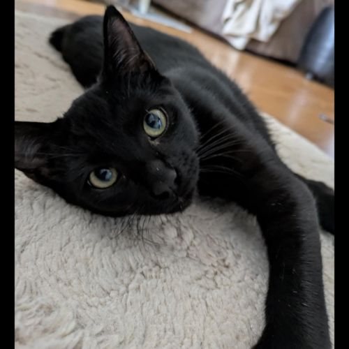 Chouky, adorable chaton à l'adoption