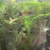 Poissons eau douce #0