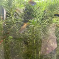 Poissons eau douce #2