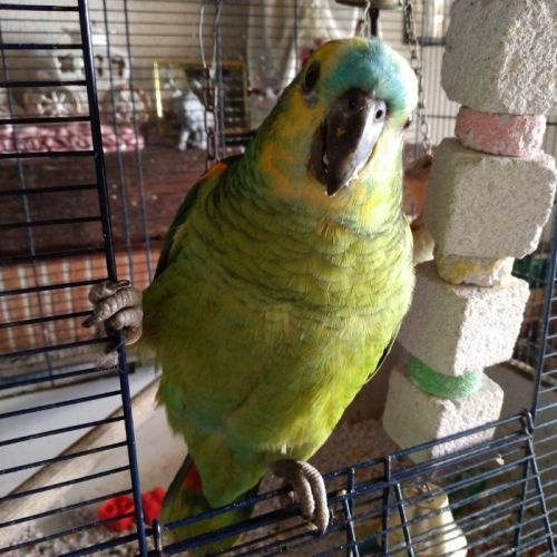 Perroquet amazone à front bleu #0