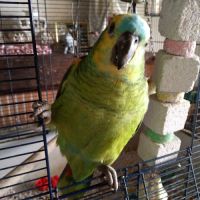 Perroquet amazone à front bleu