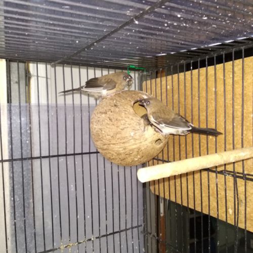 Jeunes moineaux du japon