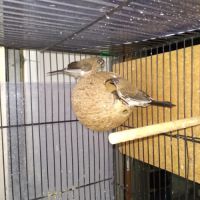 Jeunes moineaux du japon