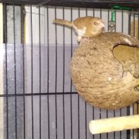 Jeunes moineaux du japon #2