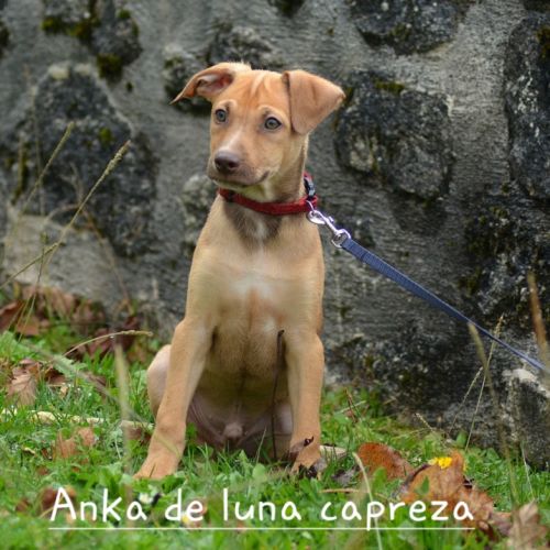 Chien rare chiot race chien du perou nu et à fourr #1