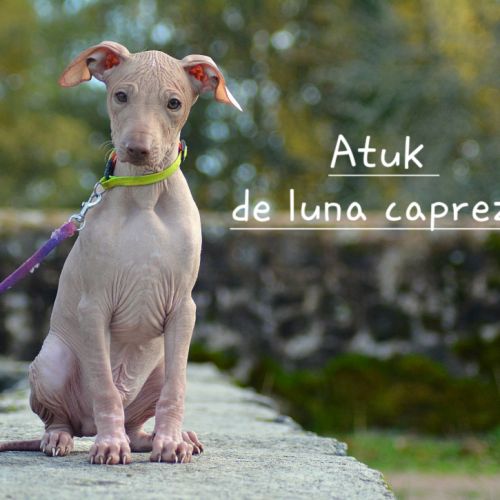 Chien rare chiot race chien du perou nu et à fourr #3