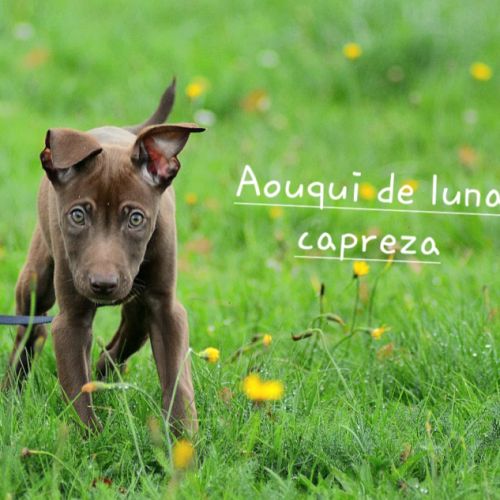 Chien rare chiot race chien du perou nu et à fourr #4