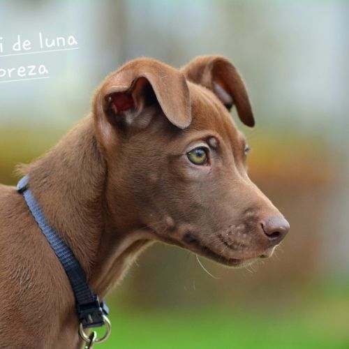 Chien rare chiot race chien du perou nu et à fourr #5