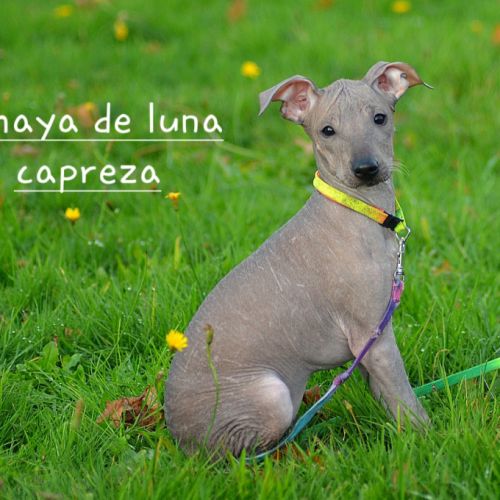 Chien rare chiot race chien du perou nu et à fourr