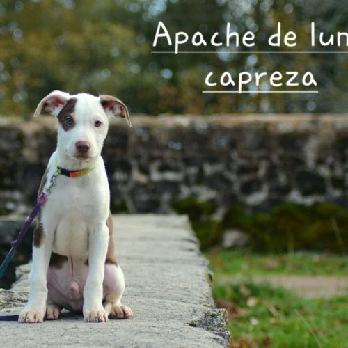 Chien rare chiot race chien du perou nu et à fourr #7