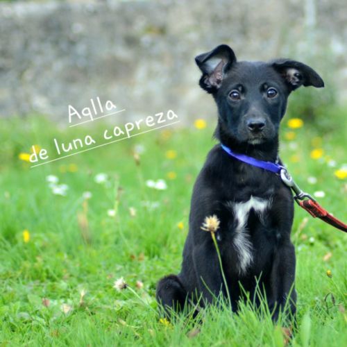 Chien rare chiot race chien du perou nu et à fourr #8