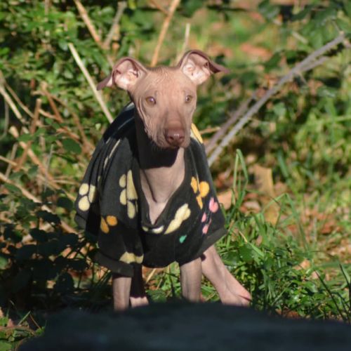 Chien rare chiot race chien du perou nu et à fourr #4