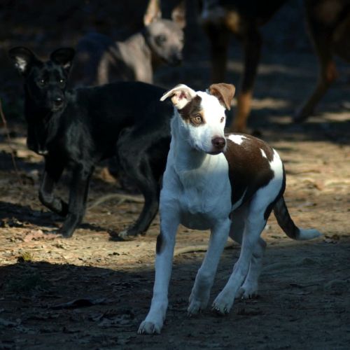 Chien rare chiot race chien du perou nu et à fourr #5