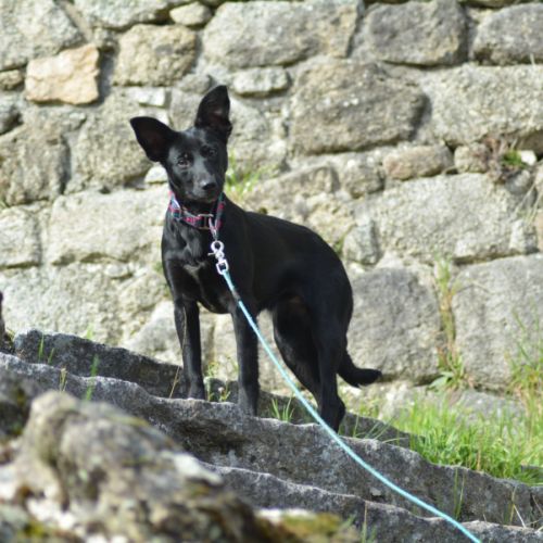 Chien rare chiot race chien du perou à fourr #0