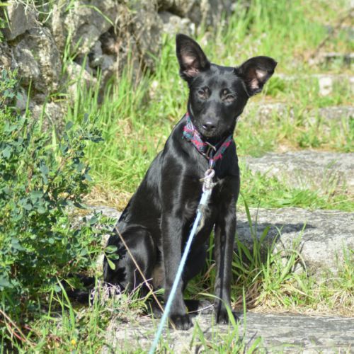 Chien rare chiot race chien du perou à fourr #3