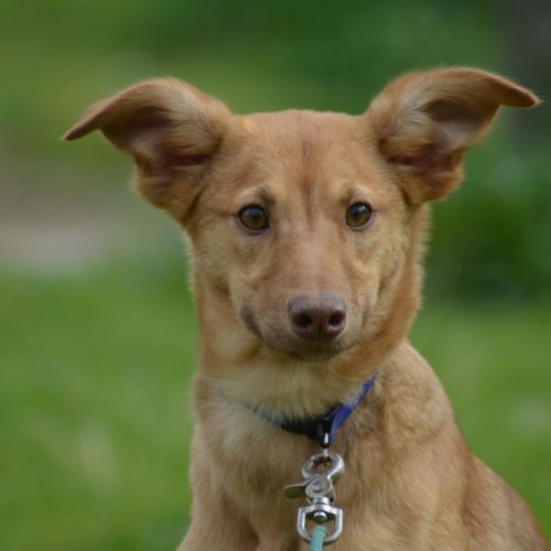 Chien rare chiot race chien du perou à fourr #5