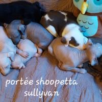 Chien rare chiot race chien du perou nu et à fourr