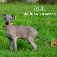 Chien rare chiot race chien du perou nu et à fourr #2