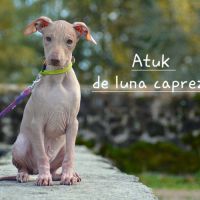 Chien rare chiot race chien du perou nu et à fourr #3