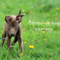 Chien rare chiot race chien du perou nu et à fourr #4