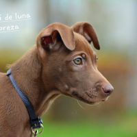 Chien rare chiot race chien du perou nu et à fourr #5