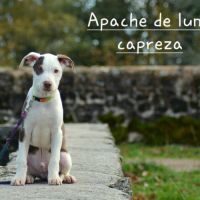 Chien rare chiot race chien du perou nu et à fourr #7