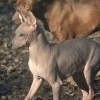 Chien rare chiot race chien du perou nu et à fourr #1