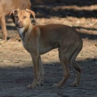 Chien rare chiot race chien du perou nu et à fourr