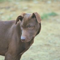Chien rare chiot race chien du perou nu et à fourr #3