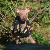 Chien rare chiot race chien du perou nu et à fourr #4