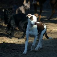 Chien rare chiot race chien du perou nu et à fourr #5