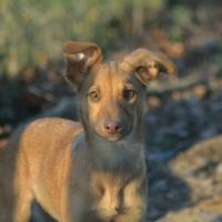 Chien rare chiot race chien du perou nu et à fourr #6