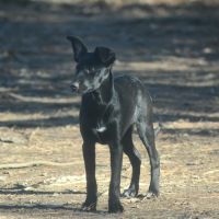 Chien rare chiot race chien du perou nu et à fourr #7