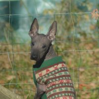 Chien rare chiot race chien du perou nu et à fourr #8