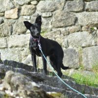 Chien rare chiot race chien du perou à fourr