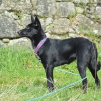 Chien rare chiot race chien du perou à fourr #2