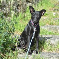 Chien rare chiot race chien du perou à fourr #3